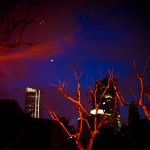Red Trees in Shanghai